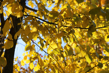 Branches of autumn elm-tree with bright yellow leaves