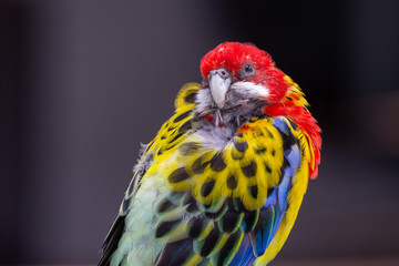 A bright red and yellow eastern rosella (Platycercus eximius) parrot or parakeet is a rosella native to southeast of the Australian continent and to Tasmania.