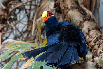 A violet turaco, also known as the violaceous plantain eater (Musophaga violacea), is a large turaco, a group of African otidimorphae fanning feathers in a rainforest tree.