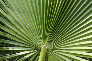 close-up green palm leaf background