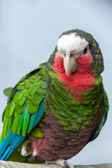 A close up of Cuban amazon (Amazona leucocephala) also known as Cuban parrot or the rose-throated...