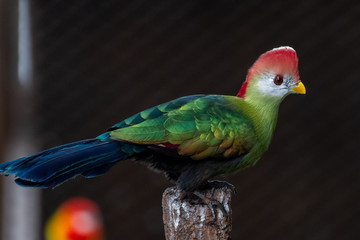 A red-crested turaco (Tauraco erythrolophus) is a turaco, a group of African Otidimorphae birds in...