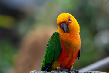 A Jenday Conure (Aratinga jandaya) perched in a tree, also known as jandaya parakeet is a small Neotropical bird found in northeastern Brazil.