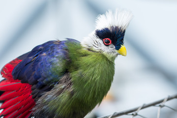 The white-crested turaco (Tauraco leucolophus) perches on a rainforest tree in West Africa looking around and showing off beautiful vibrant purple, green and white colours.