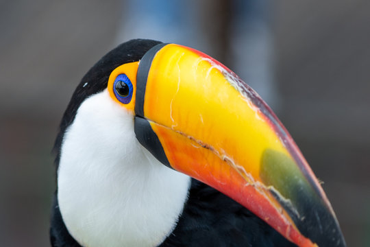 The toco toucan close up (Ramphastos toco), also known as the common toucan or giant toucan, is the largest and probably the best known species in the toucan family.