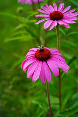 Echinacea purpurea -  pink coneflower flower in the glow of the setting sun