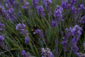 Obraz premium lavender fields with bumblebee