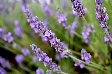 lavender fields 