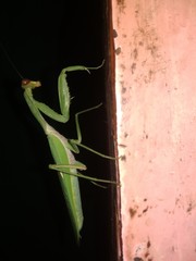 Closup picture of Grasshopper