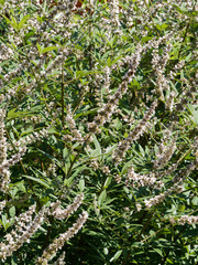 (Vitex agnus-castus latifolia 'Alba') Gattilier blanc ou poivre du moine arbuste ornemental à inflorescence en longues panicules blanc pur au bout de longs rameaux dressés