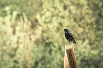 Europen Starling. Young little bird sits and rests in the park on a background of green vegetation.