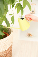 観葉植物に水をやる手元