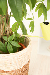 観葉植物に水をやる手元 © Paylessimages