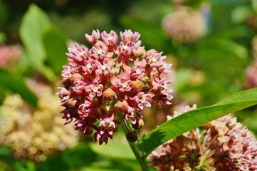 Asclepias  syriaca  . Milkweed American is a genus of herbaceous, perennial, flowering plants known as milkweeds - selective focus 