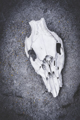 The skull of a wild animal lies on a stone.