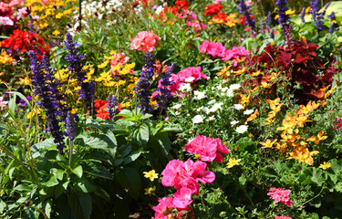 bunt blühendes Blumenbeet