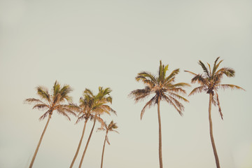 retro style palm trees image vintage old fashioned colour tropical ocean beach side same line