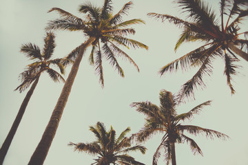 Fototapeta na wymiar retro style palm trees image vintage old fashioned colour tropical ocean beach side avobe