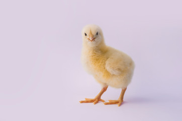 small yellow chicken on a light background