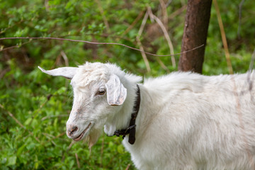 White goat on the field in a village close up.