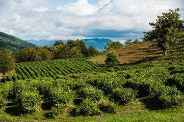 Fototapeta na wymiar Tea plantations in the mountains of the Krasnodar territory