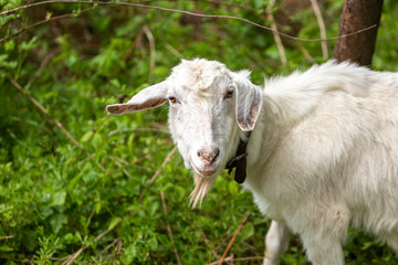 White goat on the field in a village close up.