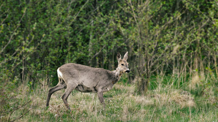 Fototapeta premium A young deer grazes in a meadow near the forest.