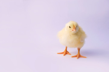 small yellow chicken on a light background