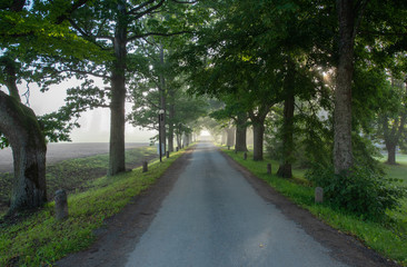 Fototapeta na wymiar estonian summer landscape