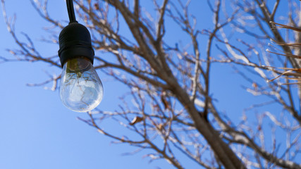 Light bulb on terrace, daylight, reflected forms, tree branches in the background