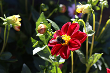 Obraz premium Nature. Bumblebee collects nectar from dahlia flower.