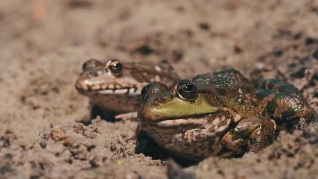 Two Frogs Sit Side by Side on the Sand near the River Bank. Portrait of Toad