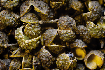 super macro shot food background. to many of green Sichuan peppers  very close