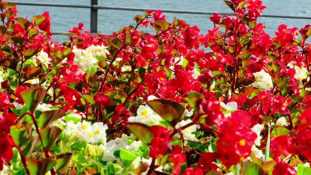 Tappeto di fiori rossi in riva al lago di Como.