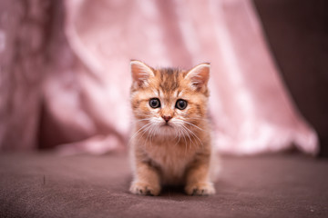 kitten scottish british cat burma munchkin animals