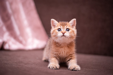 kitten scottish british cat burma munchkin animals