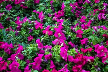 Petunia flowers on a flower bed close-up.