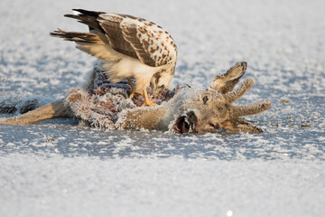 Bussard frisst Stück vom Aas