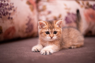 kitten scottish british cat burma munchkin animals