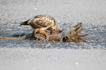 Bussard frisst rotes Reh im Eis