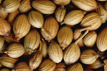 super macro shot of indian large coriander in detail very close. spice food background..........dry cloves in detail very close. food spice background