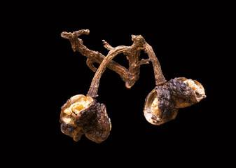 super macro shot food background of Indonesian andaliman wild pepper berry shell isolated very close in detail on black