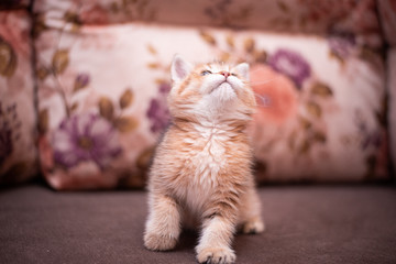 kitten scottish british cat burma munchkin animals