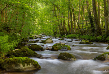 Bach in einem Tal des Schwarzwalds




