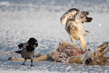 Bussard verteidigt sein Fressen
