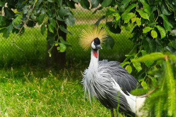 Naklejka premium grey crowned crane - balearica regulorum gibericeps. African crowned crane - Uganda national bird. golden crested crane - on green blured background. golden-crowned crane.