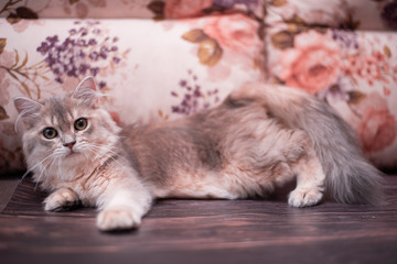 kitten scottish british cat burma munchkin animals