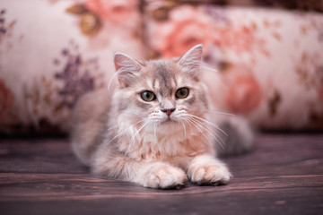 kitten scottish british cat burma munchkin animals