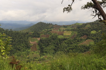 mountain landscape with trees