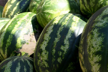 organic and fresh watermelons on market